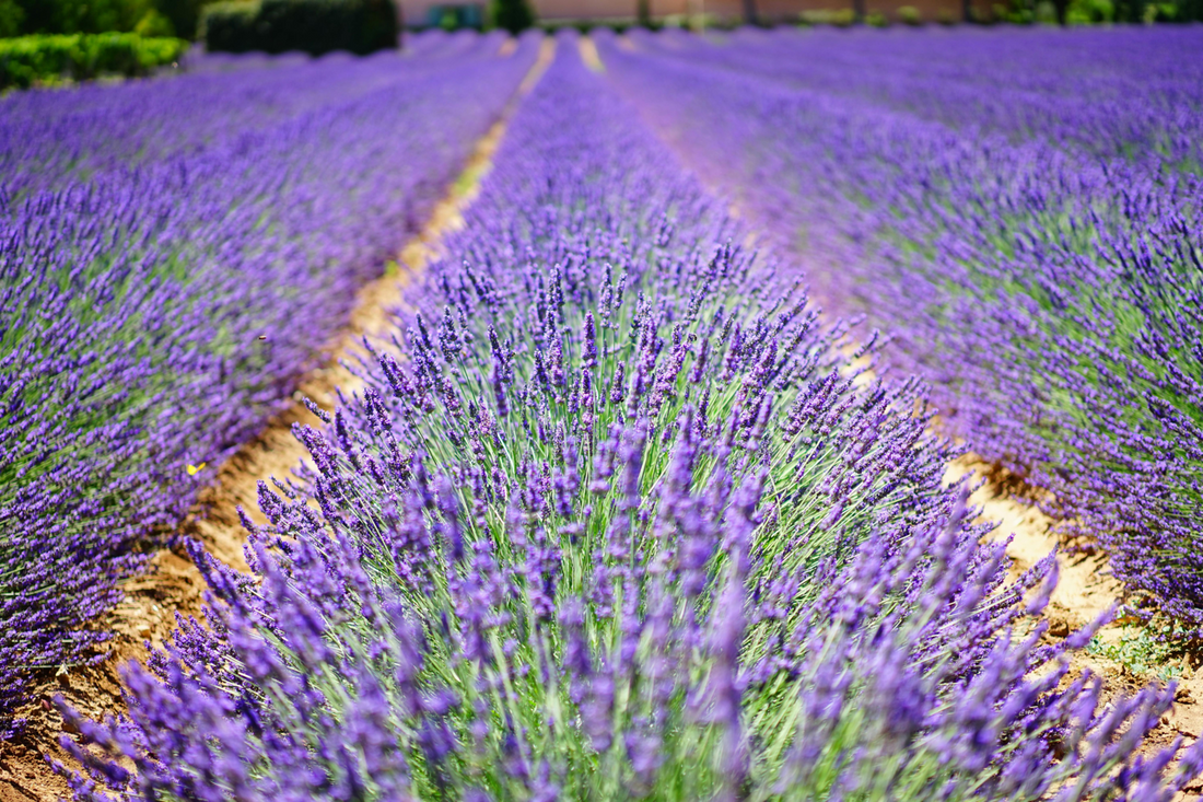 Lavender